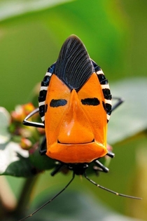 Man-faced Stink Bug 