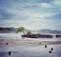 Mango tree growing from wrecked barge on the Caribbean side of Costa Rica 