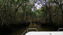 Mangrove Forest Everglades 