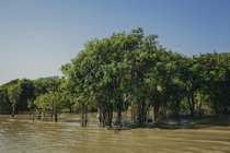 Mangrove forests Tonle Sap river Cambodia 