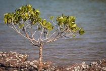 Mangrove probably Aegiceras corniculatum in Hong Kong 