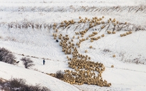 Many Sheep One Dog    Cluj-Napoca Romania    Photographed by Ovidiu Satmari 