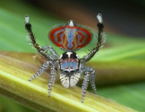 Maratus elephans- newly discribed peacock spider named for the elephant face on its abdomen Credit for this photo goes to Australian peacock spider enthusiast Dr Jrgen Otto 