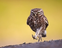 Marching Owl by Austin Thomas 