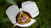 Mariposa Lily Flower - Calochortus gunnisonii 
