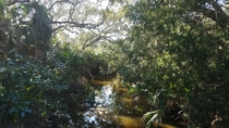 Marsh on Amelia Island Florida 