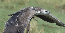 Martial Eagle with kill banded mongoose