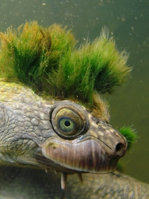 Mary River turtle Elusor macrurus with a punk hairstyle 
