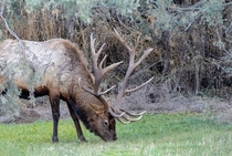 Massive Bull Elk from National Bison Range Montana 