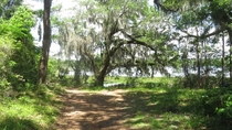 Massive live oak Quercus virginiana in Elinor Klapp-Phipps park Tallahassee FL 