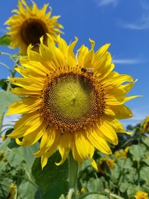 MASSIVE Sunflower helianthus annuus  LSUs Burden Museum OC