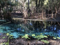 Mataranka thermal pools Northern Territory Australia x 
