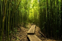 Maui Bamboo Forest 