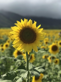 Maui Sunflower   x