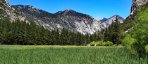 Meadow in Kings Canyon National Park California 