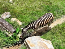 Meet my friend Zack the Zebra He lives in the Zoo