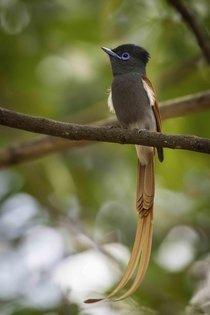 Meet the stunning African paradise flycatcher The male grows the long double tail plumage during breeding season Taken in northern Kruger National Park 