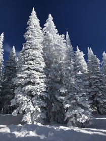 Merry Christmas from the white trees and blue skies of the Rocky Mountains 