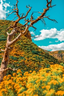 Mesa Verde Colorado 