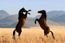 Mesmerizing Wild Horses Equus Ferus by jbarnes x