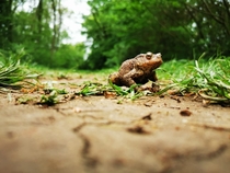 Met a toad during a walk round my local woods