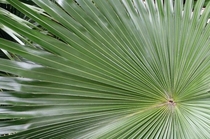 Mexican fan palm Washingtonia robusta 