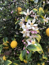 Meyer lemon blossoms