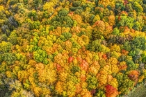 Michigan Fall Colors   OC