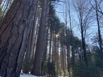 Michigan Forest  OC