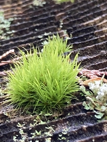 Micro moss