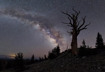 Milky Way and Bristlecone Pine in Patriarch Grove 