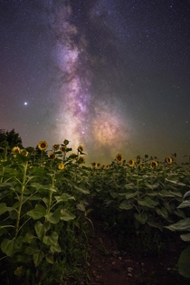 Milky Way over a sunflower field in Ontario Canada  x