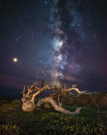 Milky Way over some driftwood in Nova Scotia Canada  x