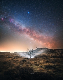 Milky Way rising over a lonely tree in Skagen Denmark  astrorms
