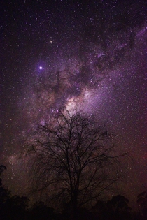 Milky Way rising over a willow tree 