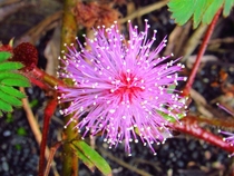 Mimosa pudica  Leaves retract when touched Hili Hawaii