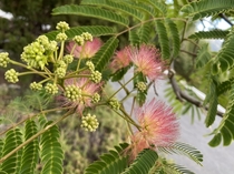 Mimosa tree Albizia julibrissin