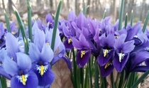 Mini iris 