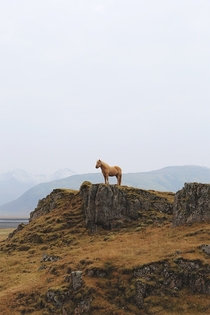 Miniature Horse Southern Iceland 
