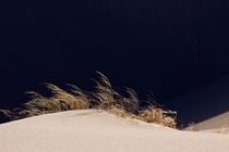 Minimalist Shot of Grass on Sand Dunes in Colorado 