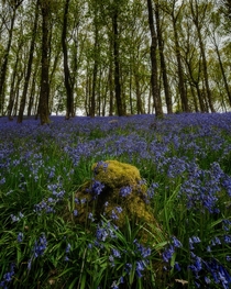 Missing the bluebells this year but excited to see them again next year with luck Brecon Beacons National Park Wales 