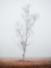 Misty Birch in Southern Germany 