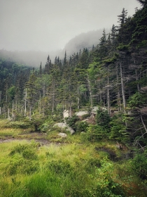 Misty Clearing in the White Mountains 