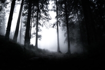 Misty forest in Sweden  IG mdmperspective