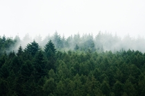 Misty Forests  Eberbach Germany  