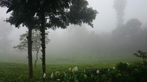 Misty morning in a tea plantation Sukabumi - West Java 