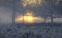 Misty Morning in Richmond Park London England 