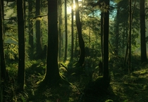 Misty Northwest Forest - North Cascades Washington 