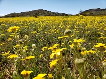 Mojave Desert California in full bloom 