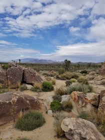Mojave DesertCalifornia borderline Nevada 